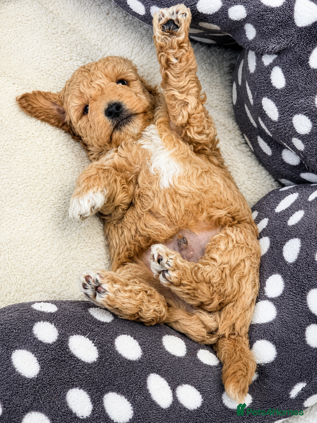 Toy Poodle dogs Beautiful Parti Toy Poodle Puppy  - Advert 14