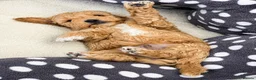 Toy Poodle dogs for sale: Beautiful Parti Toy Poodle Puppy  - Advert 1