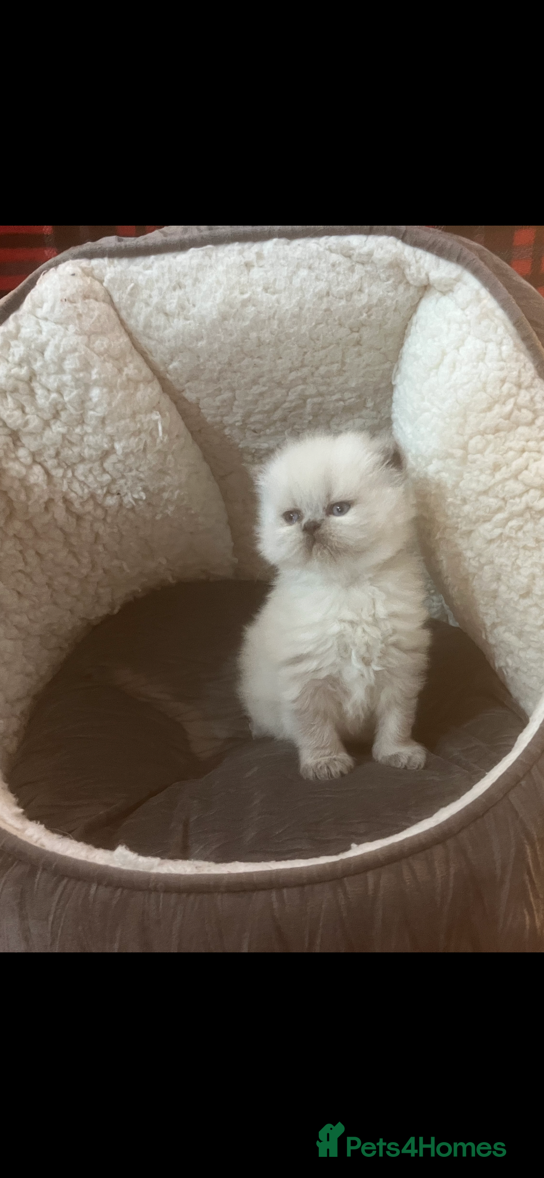 Persian cats for sale: 4 ADORABLE LITTLE CUTIE PIES, (READY 9TH JAN)  - Advert 2