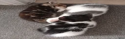 Mixed Breed cats for sale: Playful kittens ✨ - Advert 5