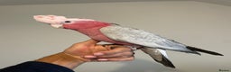 Cockatoo birds for sale: 100% SILLY TAME HAND REARED BABY GALAH COCKATOO - Advert 1