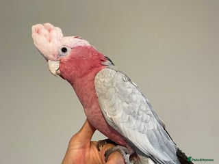 Cockatoo birds 100% SILLY TAME HAND REARED BABY GALAH COCKATOO - Advert 2
