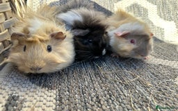 Guinea Pig rodents for sale: 3 Handsome male baby guinea pigs. - Image 3