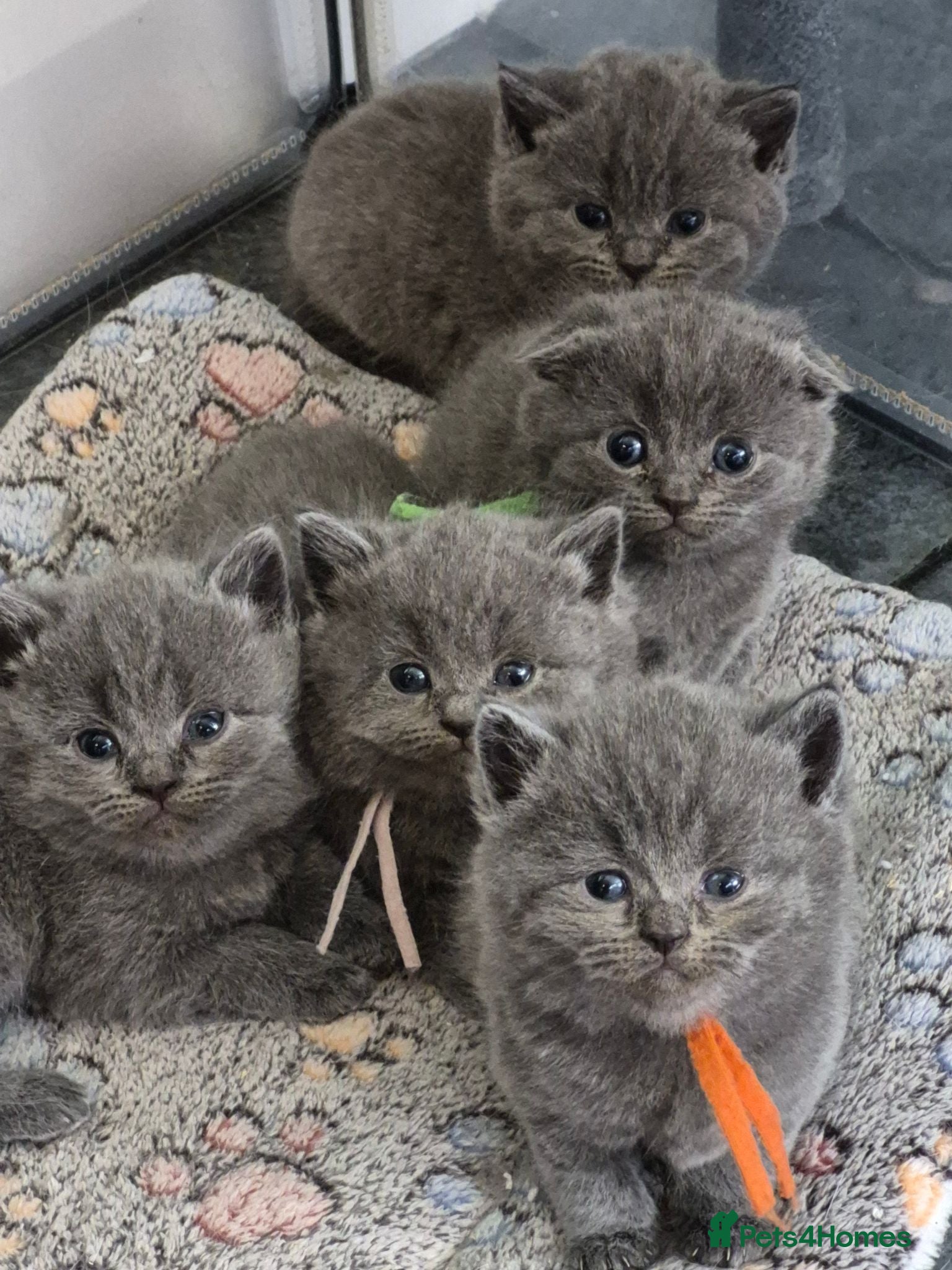 British Shorthair cats British shorthair/longhair - Advert 4