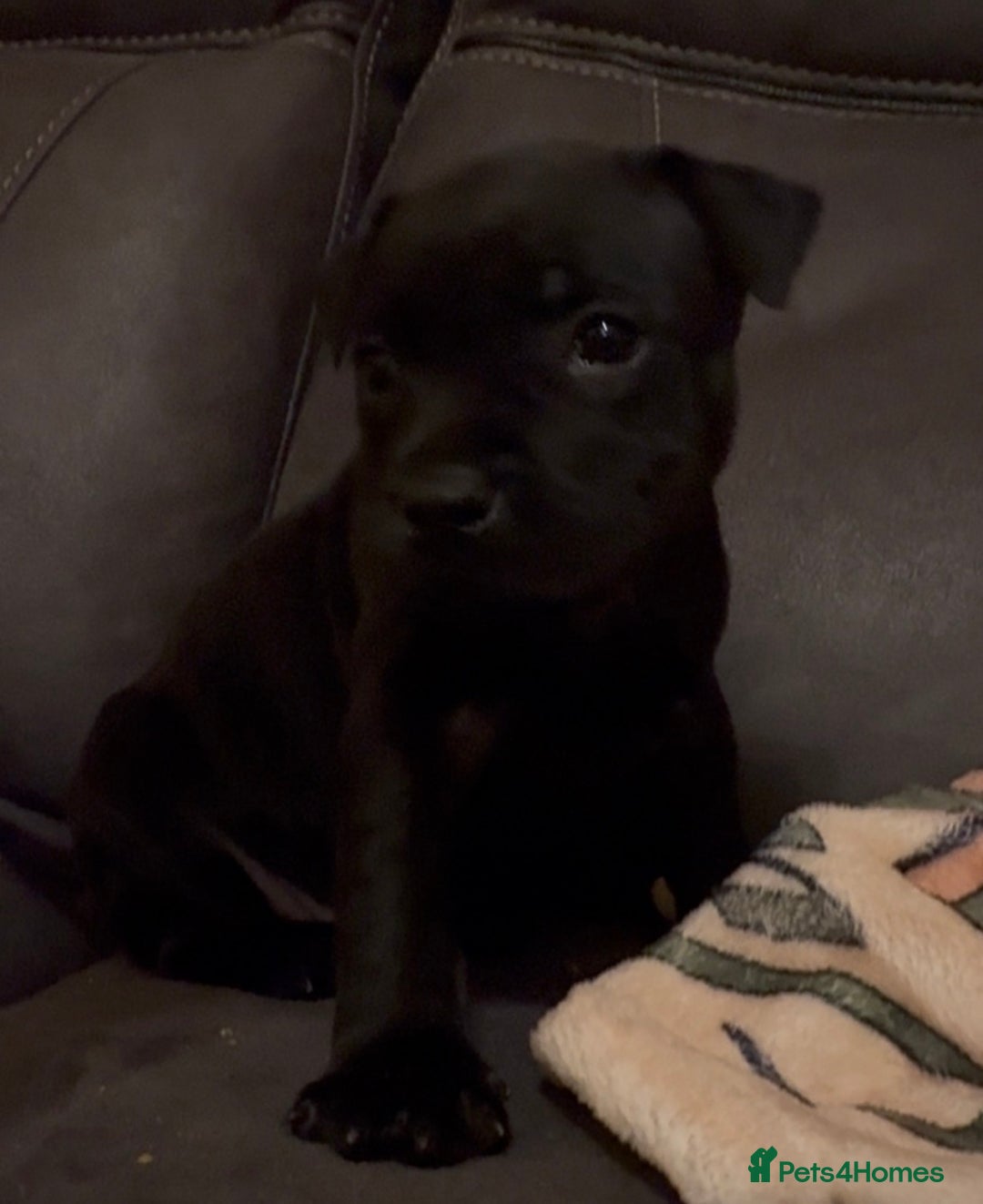 Staffordshire Bull Terrier dogs for sale: 6 Staffordshire pups - Advert 25