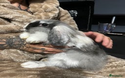 Lionhead rabbits for sale: Two lion head bunnies - Image 5