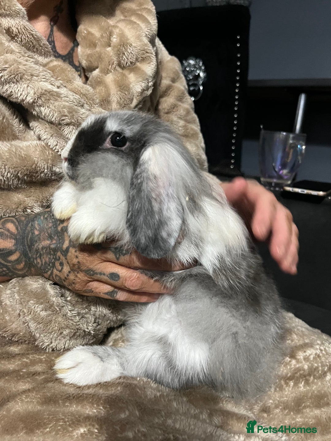 Lionhead rabbits for sale: Two lion head bunnies - Image 5