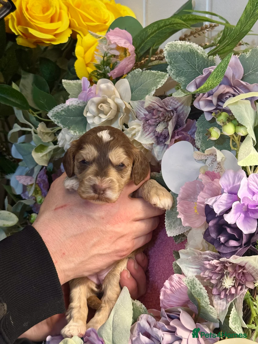 Cockapoo dogs for sale: 8 dna clear gorgeous Cockerpoo puppies  - Advert 8