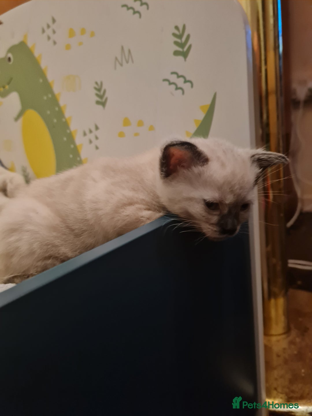 Mixed Breed cats for sale: 4 sweet kittens  - Image 11