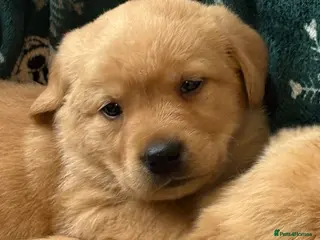 Labrador Retriever dogs Labrador pups - Advert 6