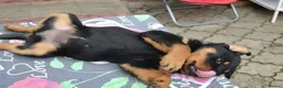 Rottweiler dogs for sale: jahxs saspdm Rottweiler pups for sale in Brighouse - Advert 4