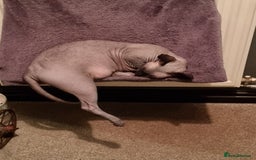 Sphynx cats for sale: Adult male sphynx - Image 2