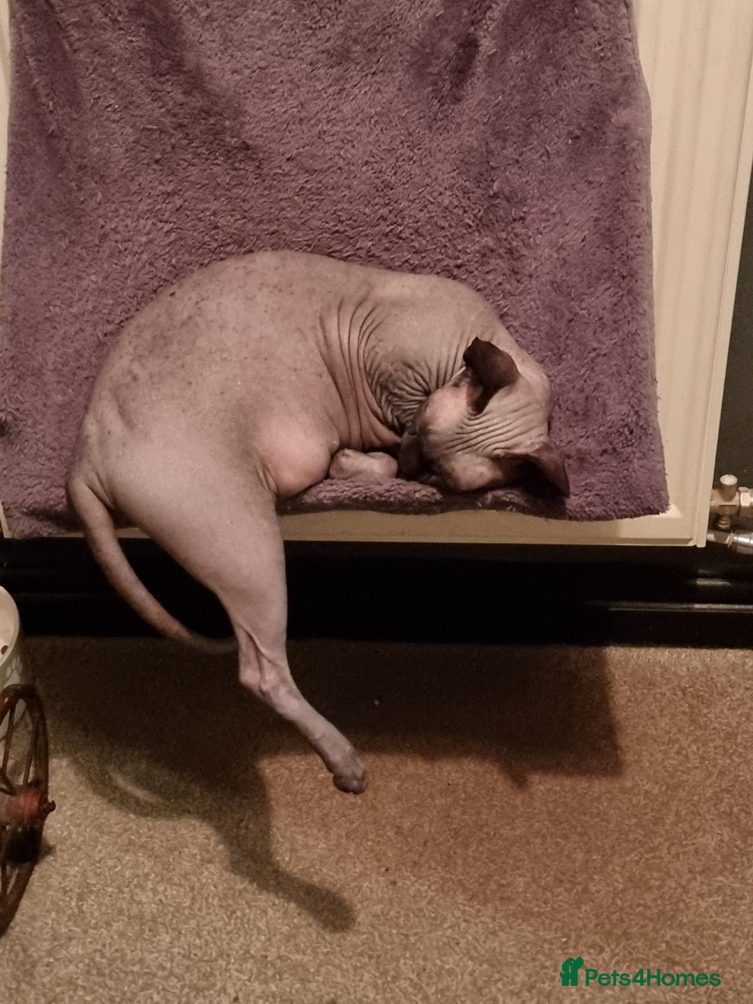 Sphynx cats for sale: Adult male sphynx - Image 2