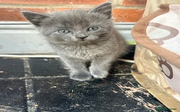 British Shorthair cats for sale: British blue cross  - Image 1