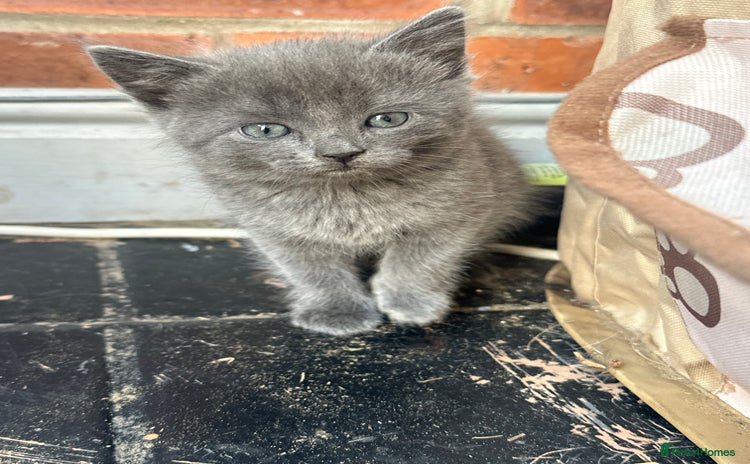 British Shorthair cats - Advert 1