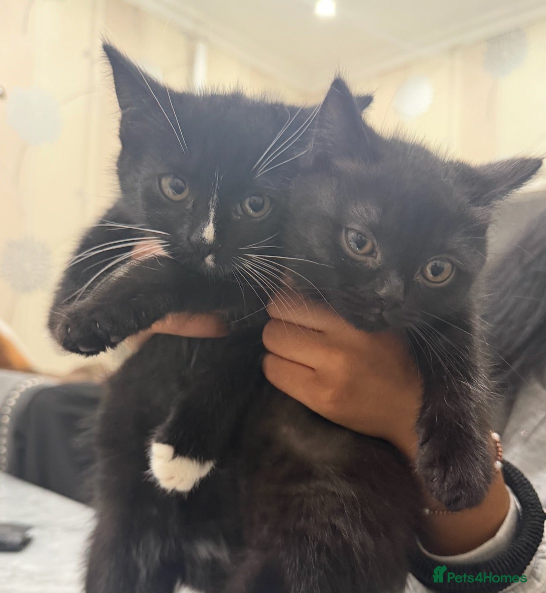 British Shorthair cats Beautiful British Shorthair Kittens Boys & Girls - Advert 2
