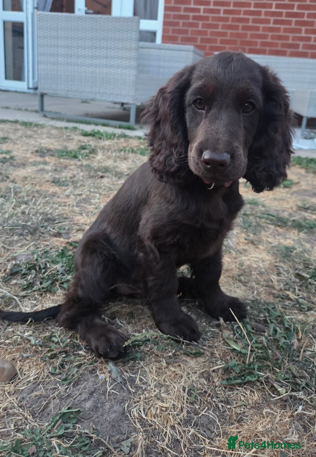 Cockapoo dogs for sale: Chocolate Cockapoo Female  - Advert 1