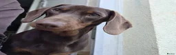 Miniature Dachshund dogs for sale: Looking for Their Forever Home  - Advert 4