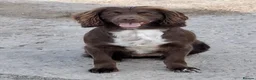 Sprocker dogs for sale: Sprocker puppies in Leicester - Advert 4