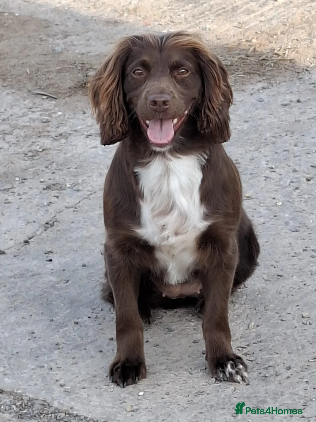 Sprocker dogs for sale: Sprocker puppies in Leicester - Advert 4
