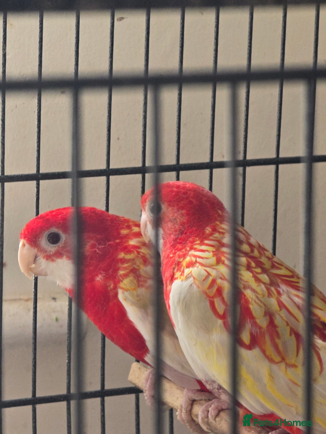 Parakeets birds for sale: Rubino rosellas  - Image 4