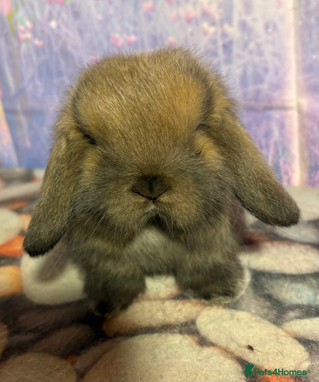 Mini Lop rabbits for sale: Mini lops vaccinated ready to leave 10th jan - Advert 6