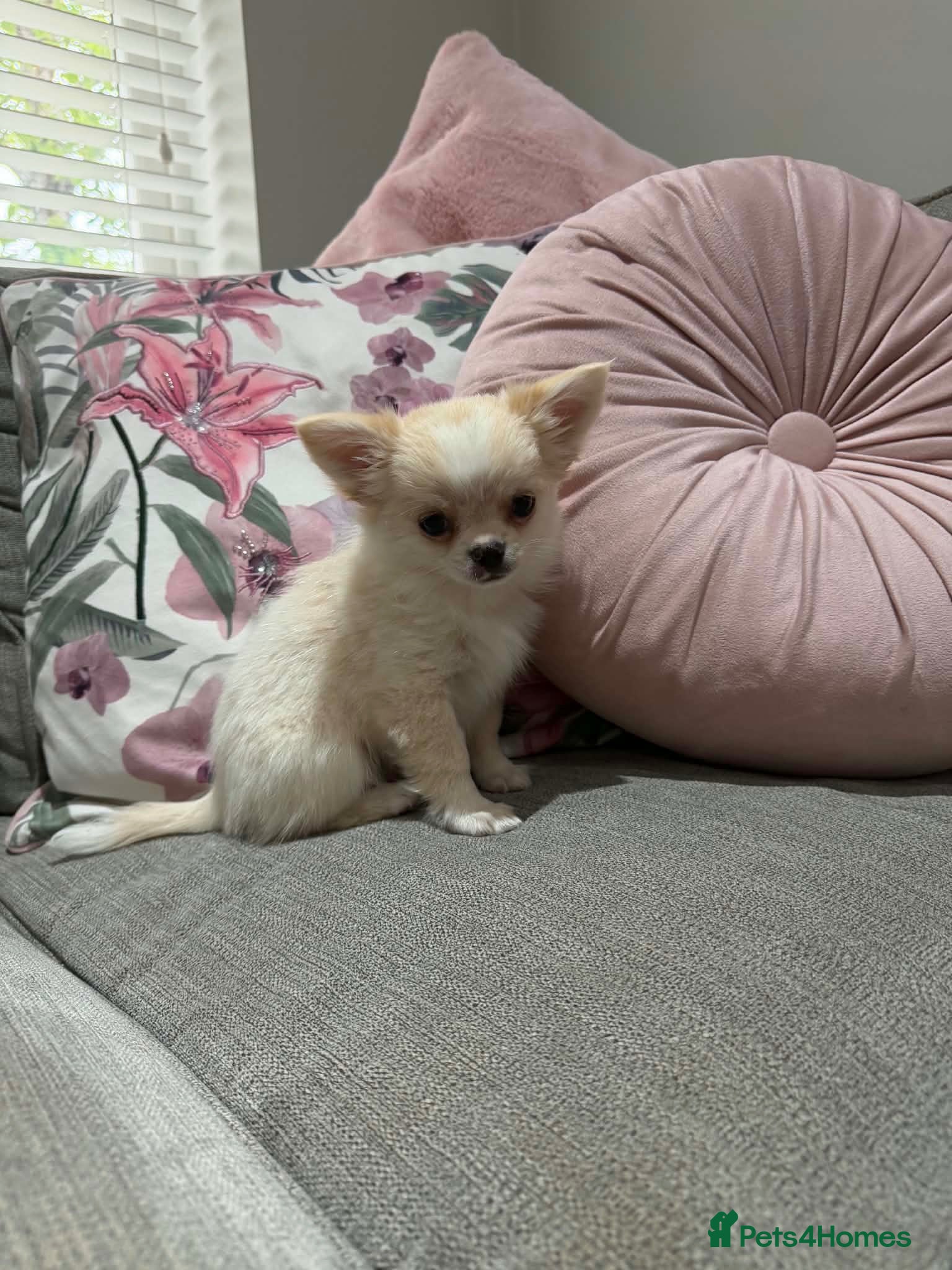 Chihuahua dogs Outstanding Long Coat Males - Advert 1