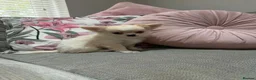 Chihuahua dogs for sale: Outstanding Long Coat Males in Washington - Advert 1
