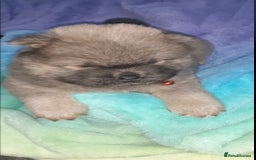 Chow Chow dogs for sale:  KC registered Chow Chow puppies for sale.🤗 - Image 20