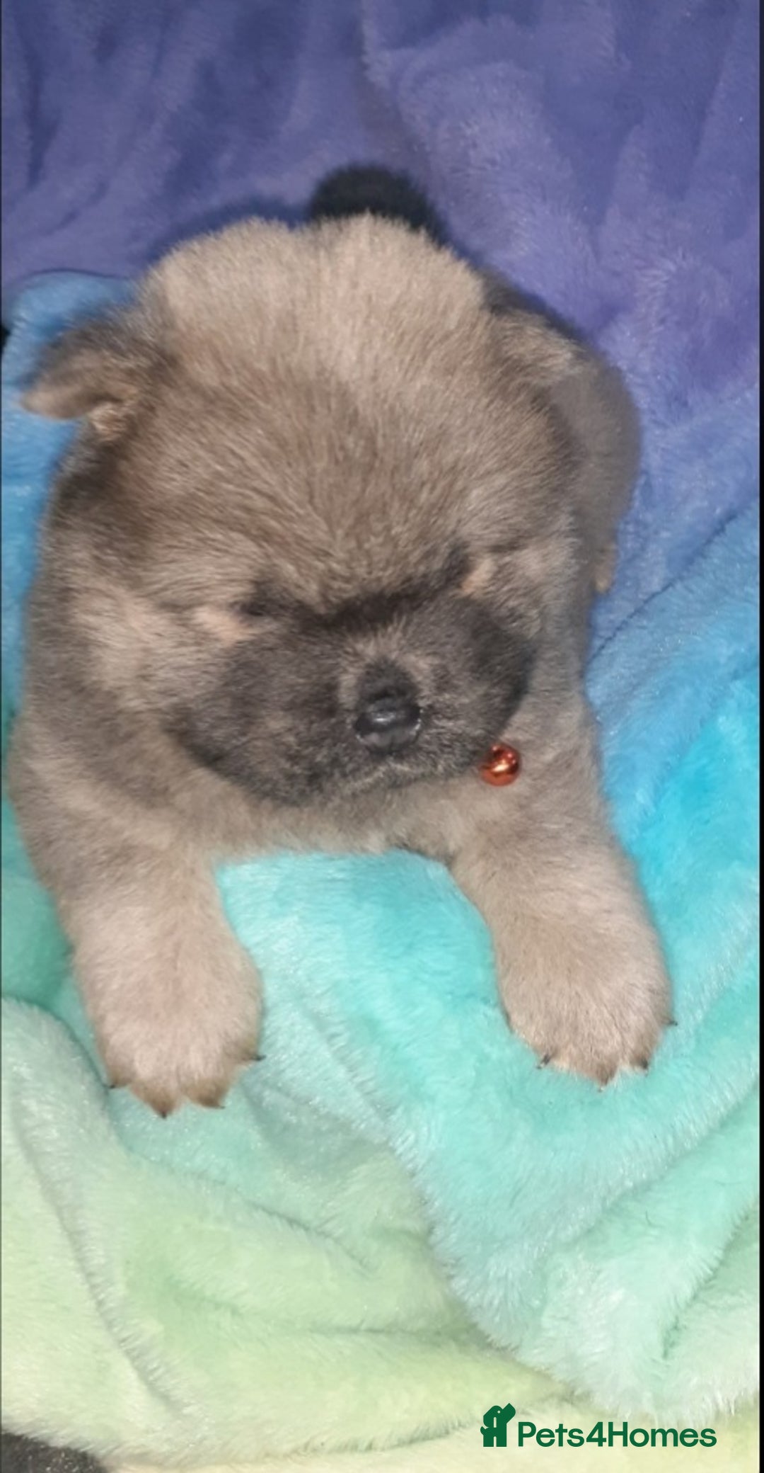 Chow Chow dogs for sale:  KC registered Chow Chow puppies for sale.🤗 - Image 20