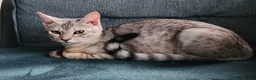 Savannah cats for sale: Savannah cross Bengal  in Poole - Advert 1
