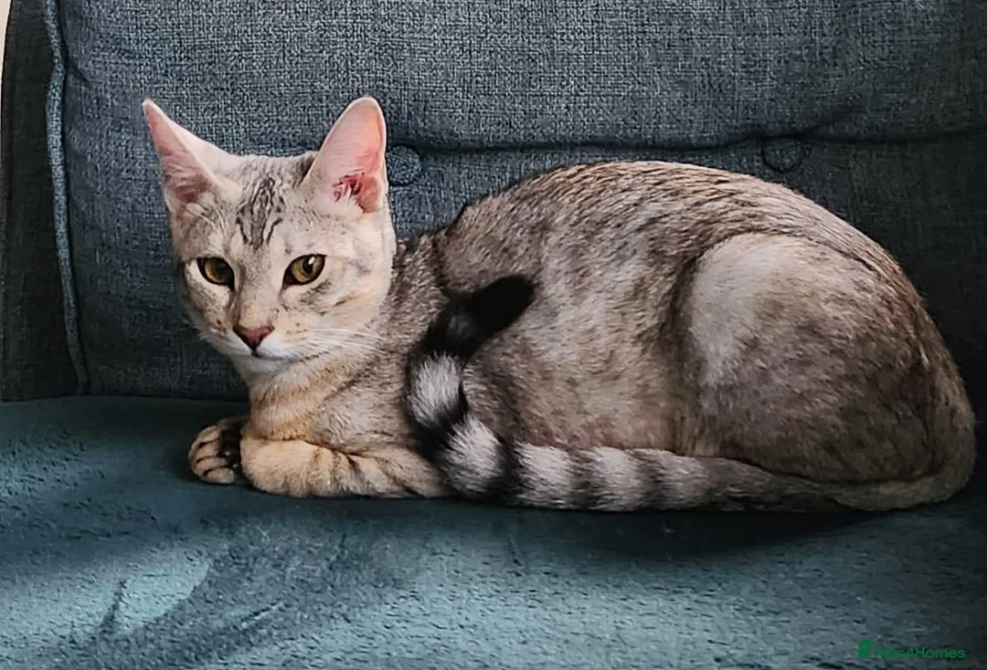 Savannah cats for sale: Savannah cross Bengal  in Poole - Advert 1