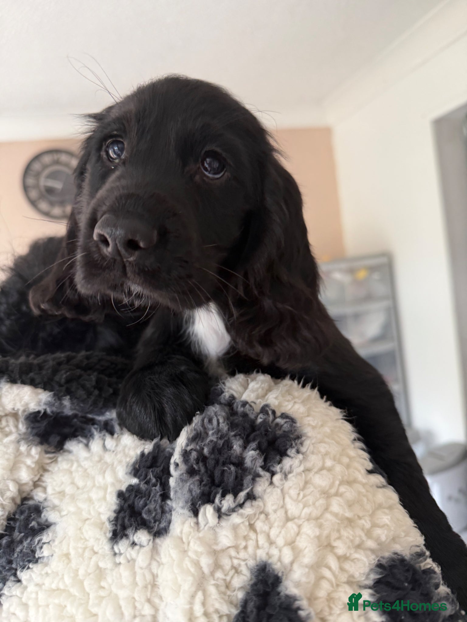 Cocker Spaniel dogs for sale: 2 Black Cocker Spaniel Girls READY TO LEAVE! - Advert 1