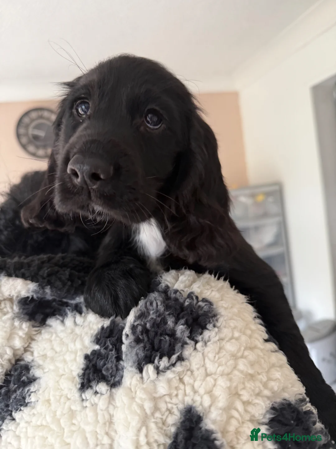Cocker Spaniel dogs for sale: 2 Black Cocker Spaniel Girls READY TO LEAVE! - Advert 1