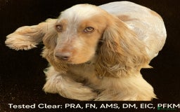 Cocker Spaniel dogs for sale: Outstanding of top quality show type puppies 🌈🐶 - Advert 16