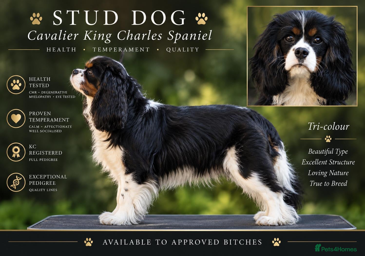 Cavalier King Charles Spaniel dogs for stud: Health Tested KC Tri Cavalier Stud - Advert 1