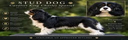 Cavalier King Charles Spaniel dogs for stud: Health Tested KC Tri Cavalier Stud - Advert 1