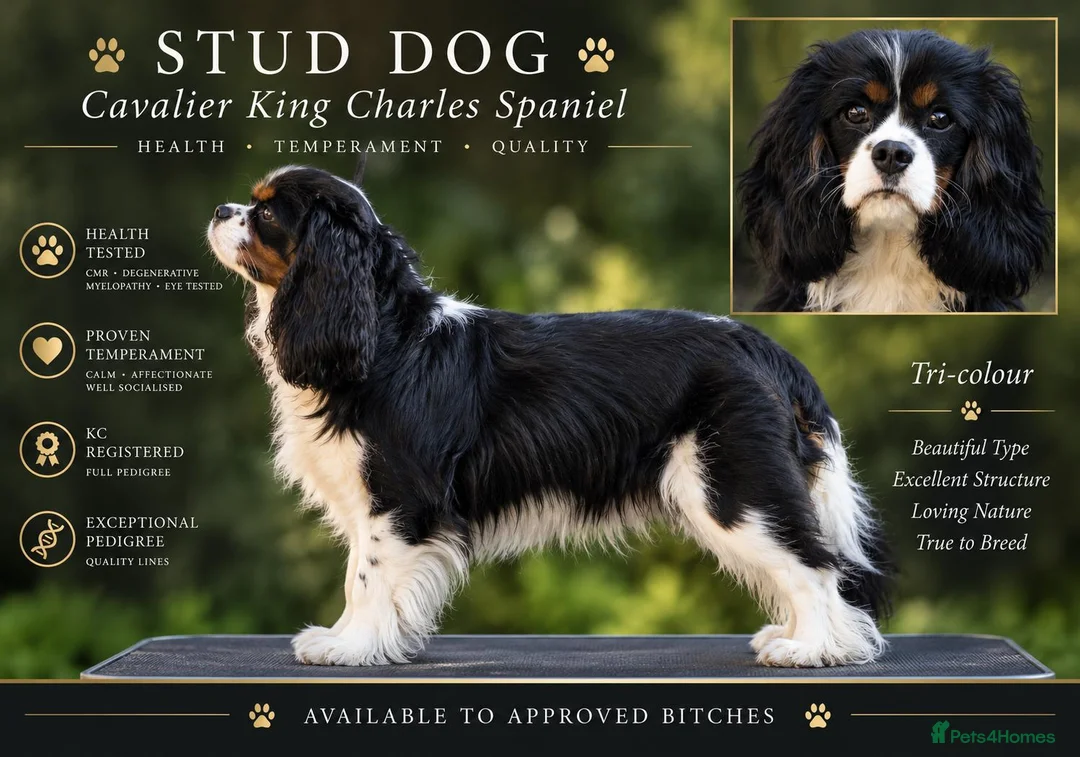 Cavalier King Charles Spaniel dogs for stud: Health Tested KC Tri Cavalier Stud - Advert 1