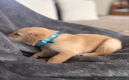 Labrador Retriever dogs for sale: Extensively health tested Labrador puppies - Image 11