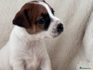 Jack Russell dogs for sale - Advert 1