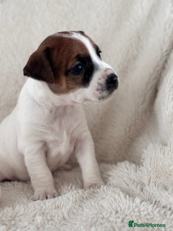 Jack Russell dogs - Advert 1