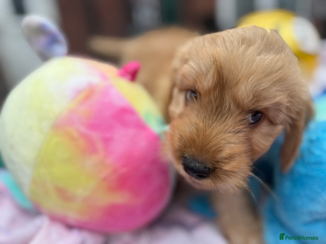Cockapoo dogs for sale: Ready to go forever home one girl left  - Image 6