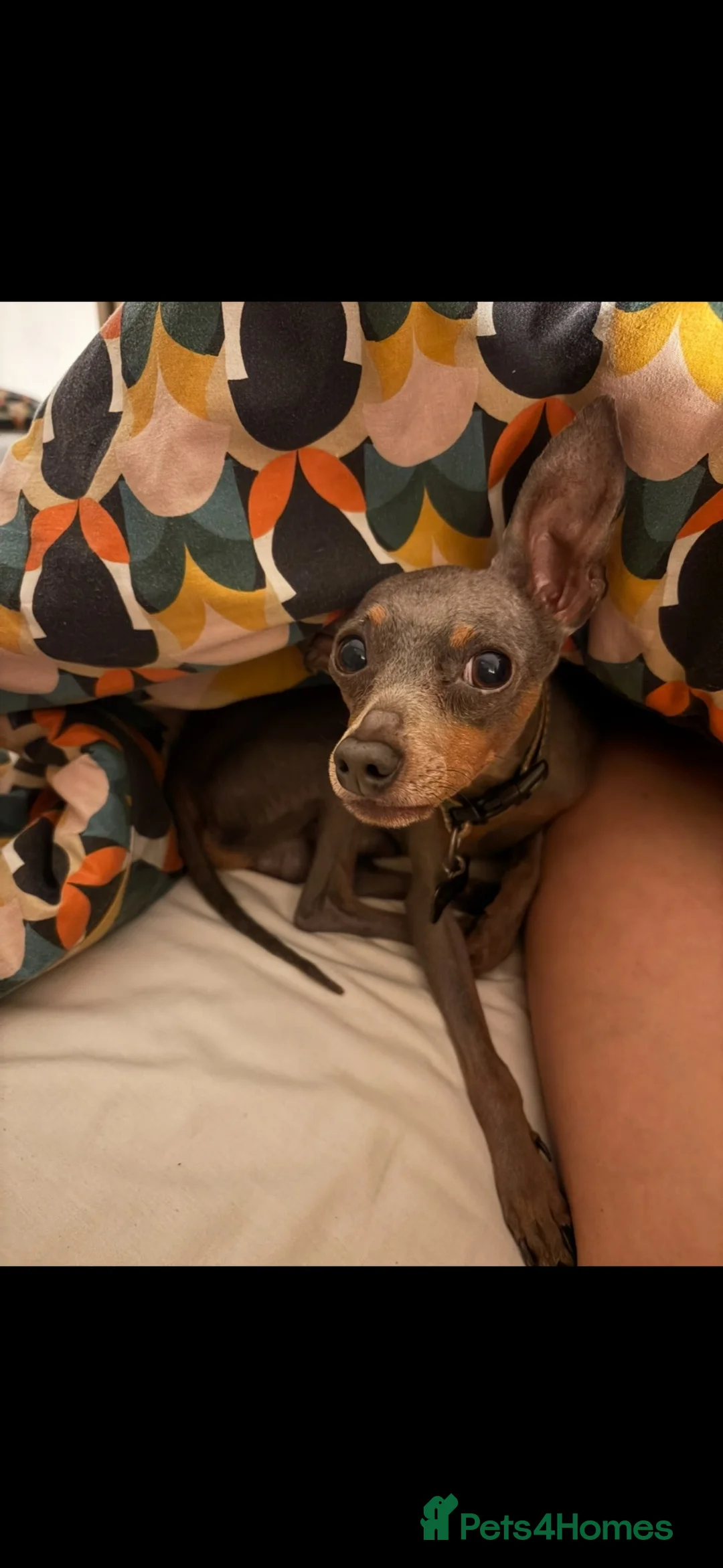 Miniature Pinscher dogs for sale: Adult male Min Pin (entire) - Advert 1