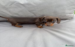 Miniature Dachshund dogs for sale: Miniature dachshunds - Image 17