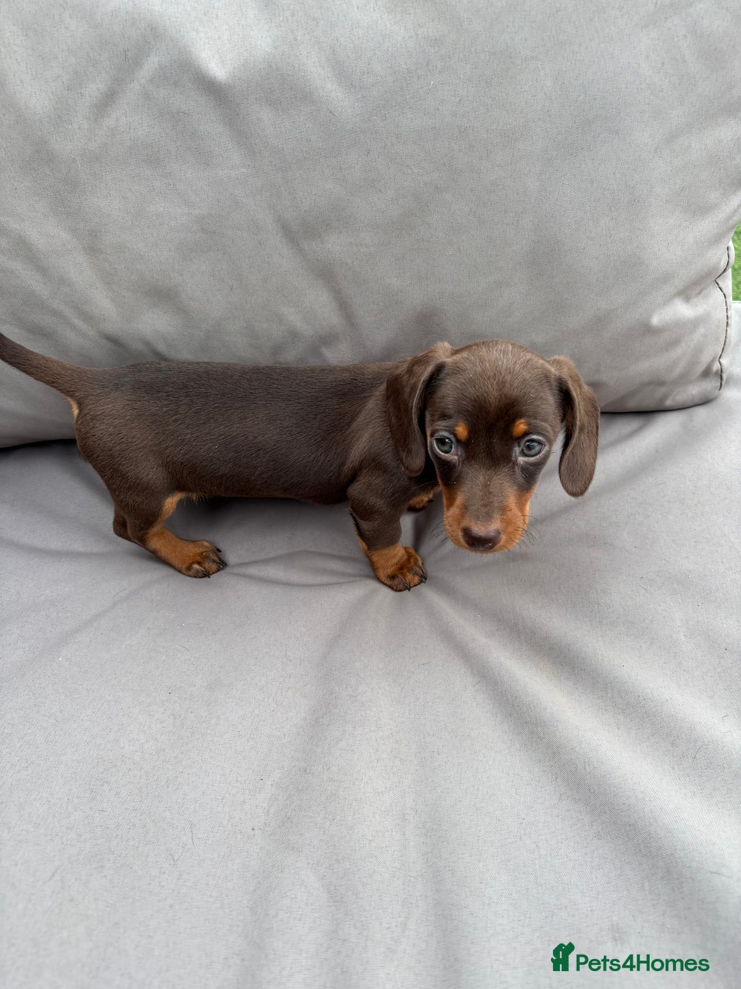 Miniature Dachshund dogs for sale: Miniature dachshunds - Image 17