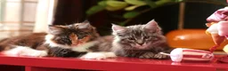 Maine Coon cats for sale: Maine Coon Kittens - Silver Tabby & Calico - Advert 5