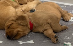 Golden Retriever dogs for sale: Dark Red Golden Retriever Pups  - Image 28