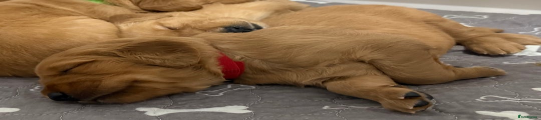 Sam (Red Collar)