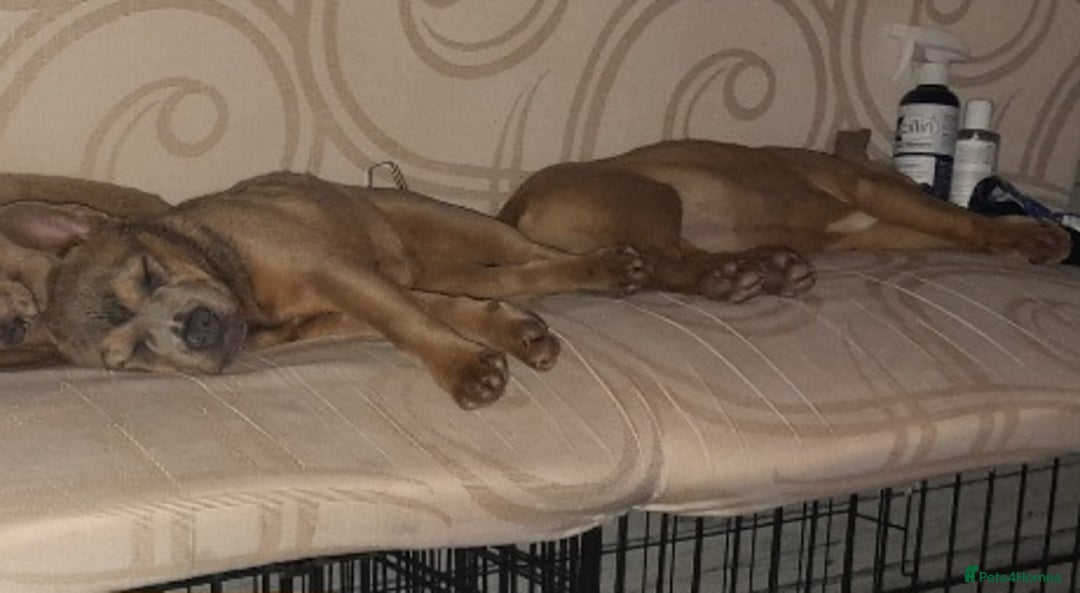 Mixed Breed dogs for sale: French bulldog X - Image 16