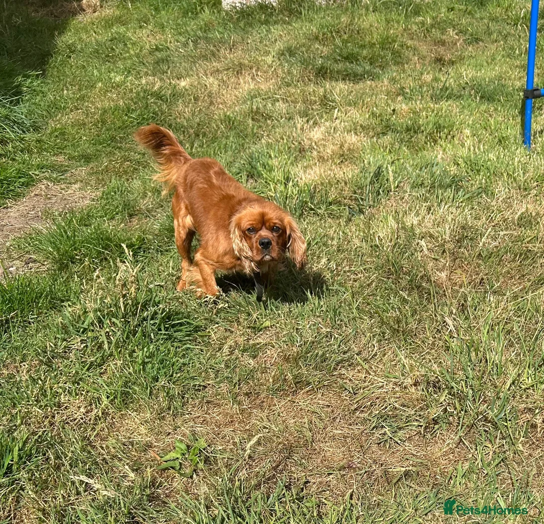 Cavalier King Charles Spaniel dogs for sale: Ruby red Cavalier King Charles boy - Advert 2